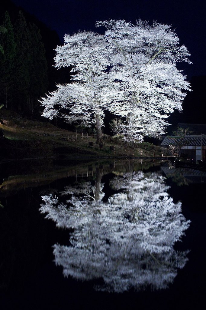 【光あれ】苗代桜ライトアップ再現像