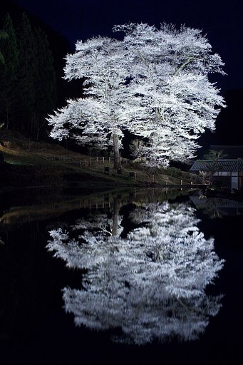 【光あれ】苗代桜ライトアップ再現像