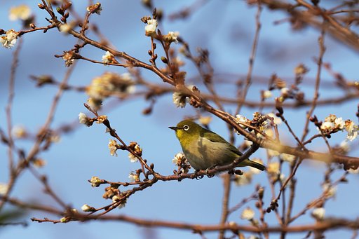 春から縁起が…