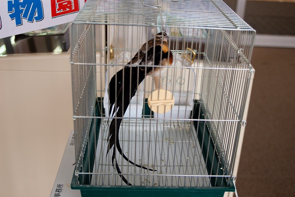 招き小鳥・・。