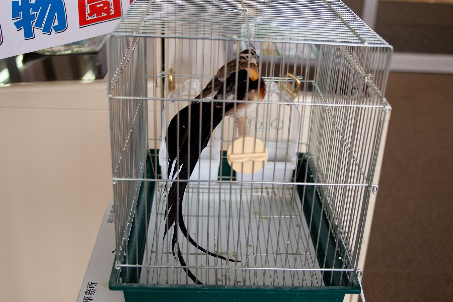 招き小鳥・・。