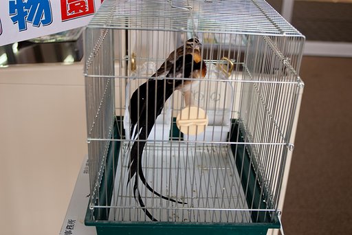 招き小鳥・・。
