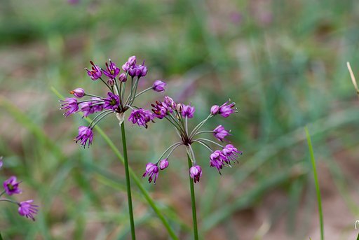 砂丘ラッキョウの花。