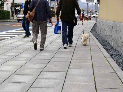 【街角スナップ】愛犬散歩