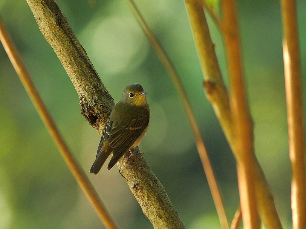 樹上のカメラ目線