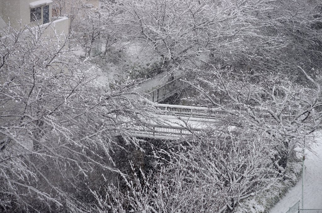 東京でも雪が