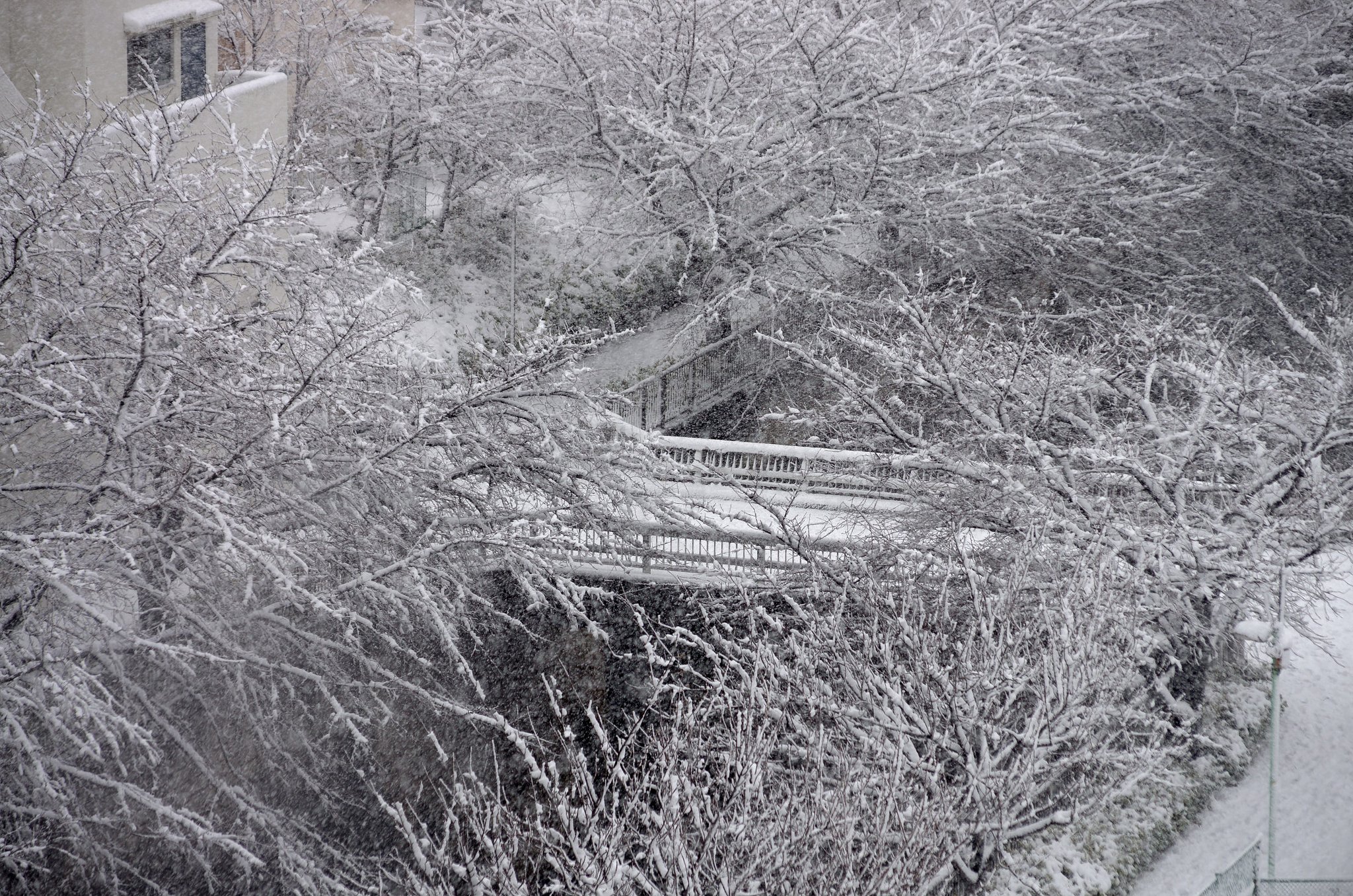 東京でも雪が