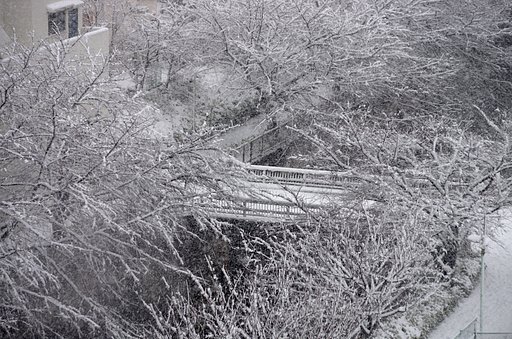 東京でも雪が