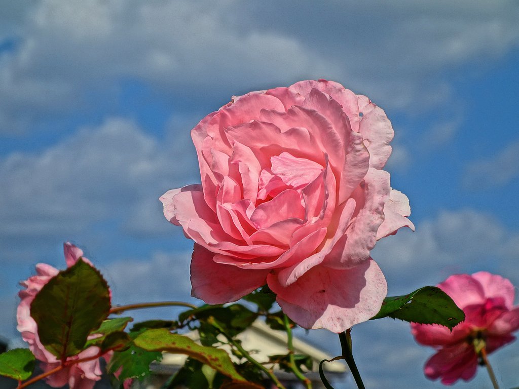 四季咲き薔薇