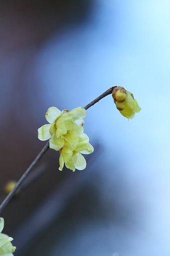 肌をさす寒さに耐えて