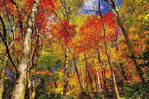 【街角（外れ）スナップ】初紅葉