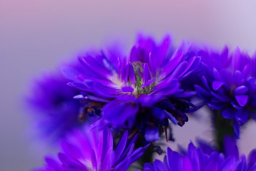 菊
