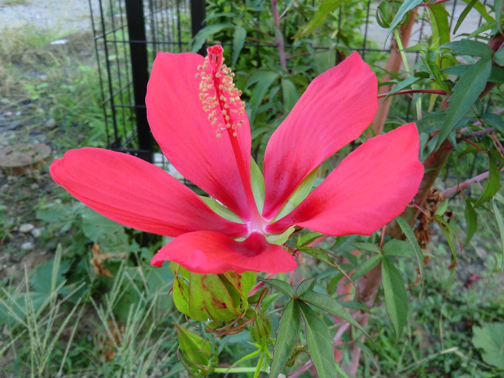 紅葉葵　もみじあおい