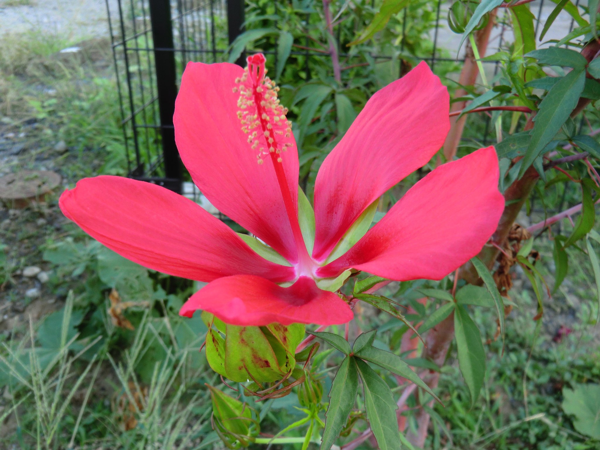 紅葉葵　もみじあおい