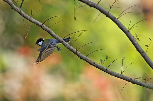 シジュウカラ秋色へ飛ぶ