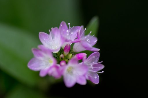 みぞそば。