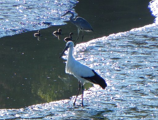 コウノトリ