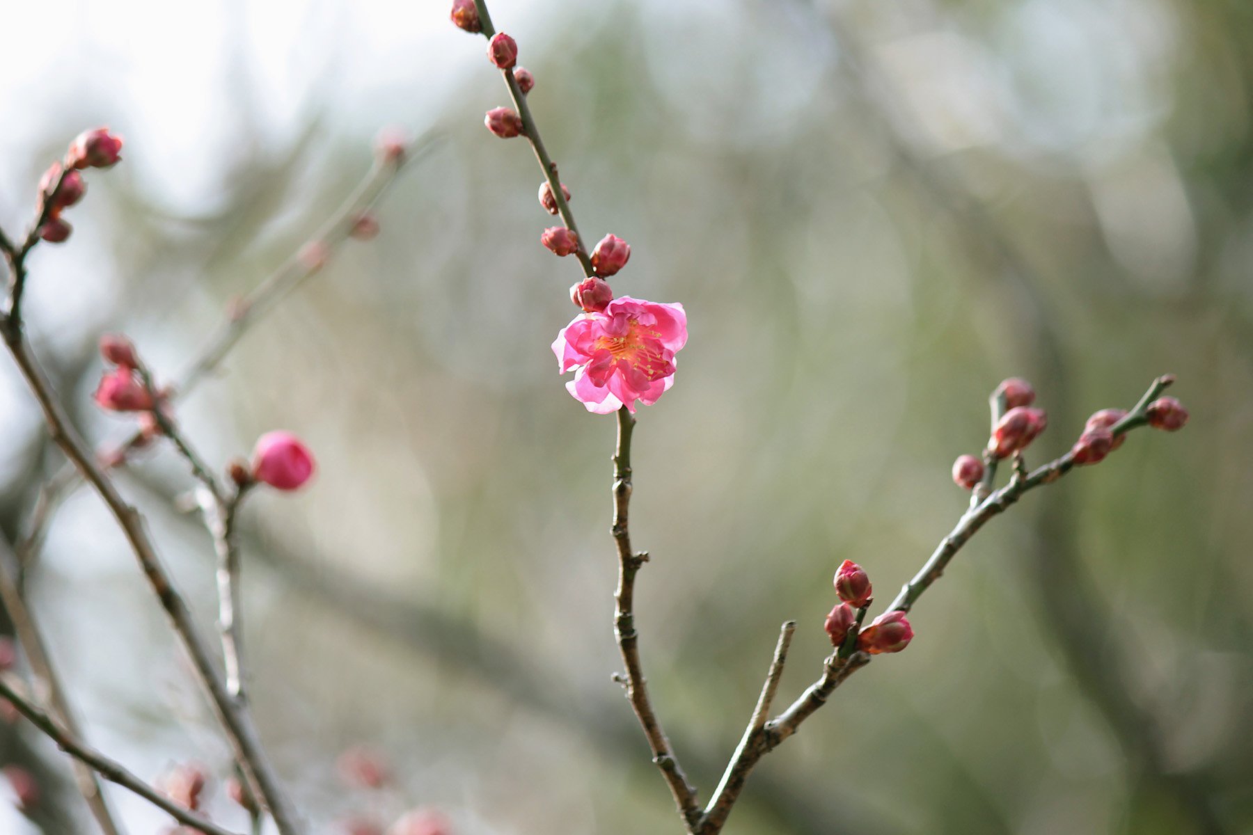 紅梅、開花一番