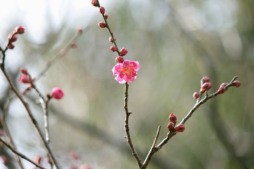 紅梅、開花一番