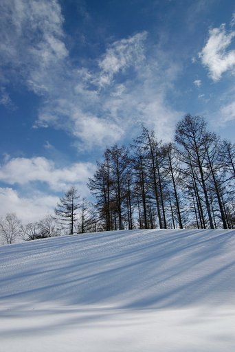 カラマツの影落ちて