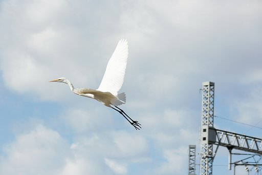 青い空白い鷺