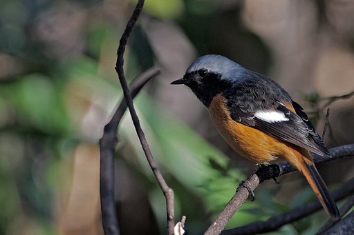 近・ジョウビタキ