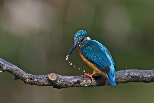 垂・カワセミ