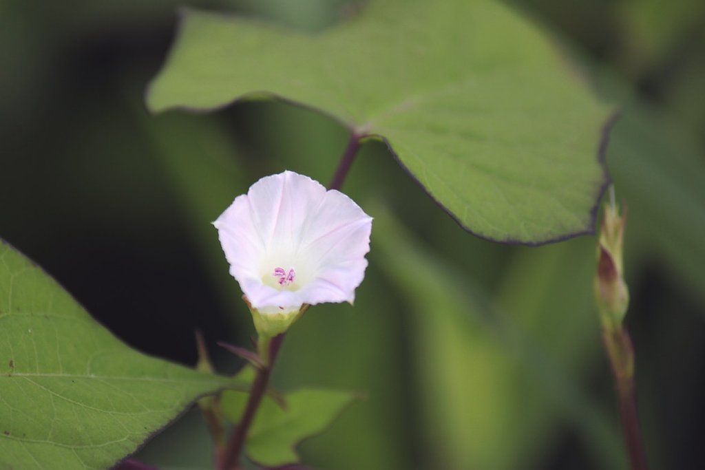 初夏に咲き、二番苗が今、盛花。