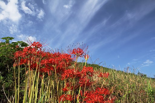 お彼岸の彼岸花