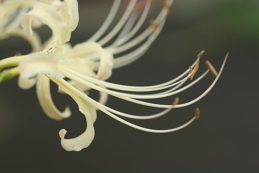 白彼岸花