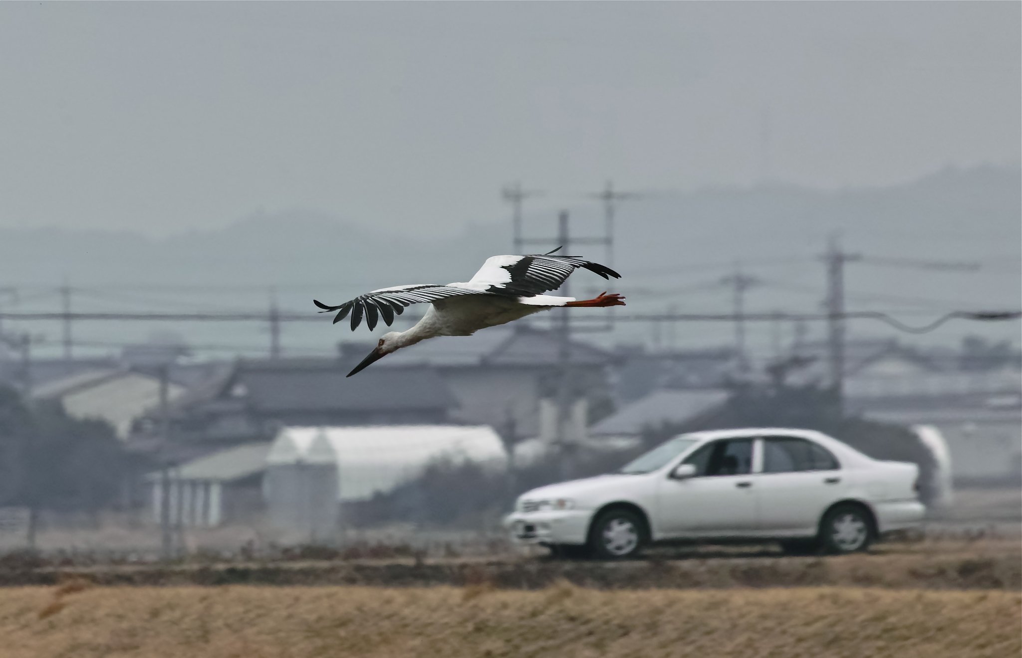 コウノトリ