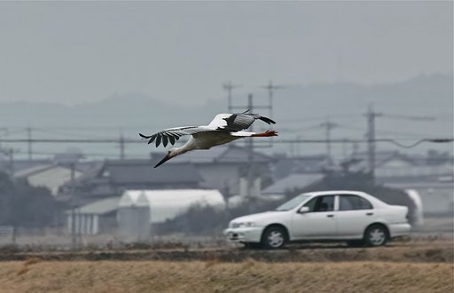 コウノトリ