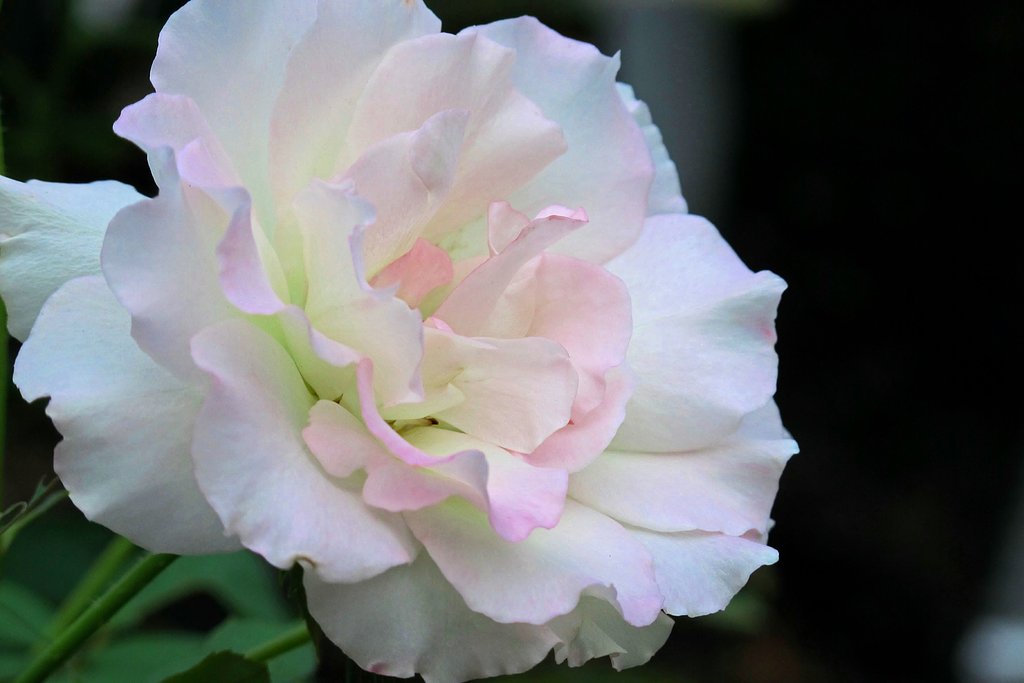 優しい薔薇