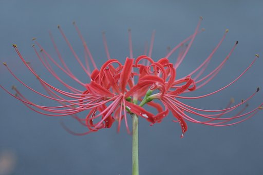 彼岸花　赤