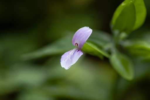 とても小さな花。