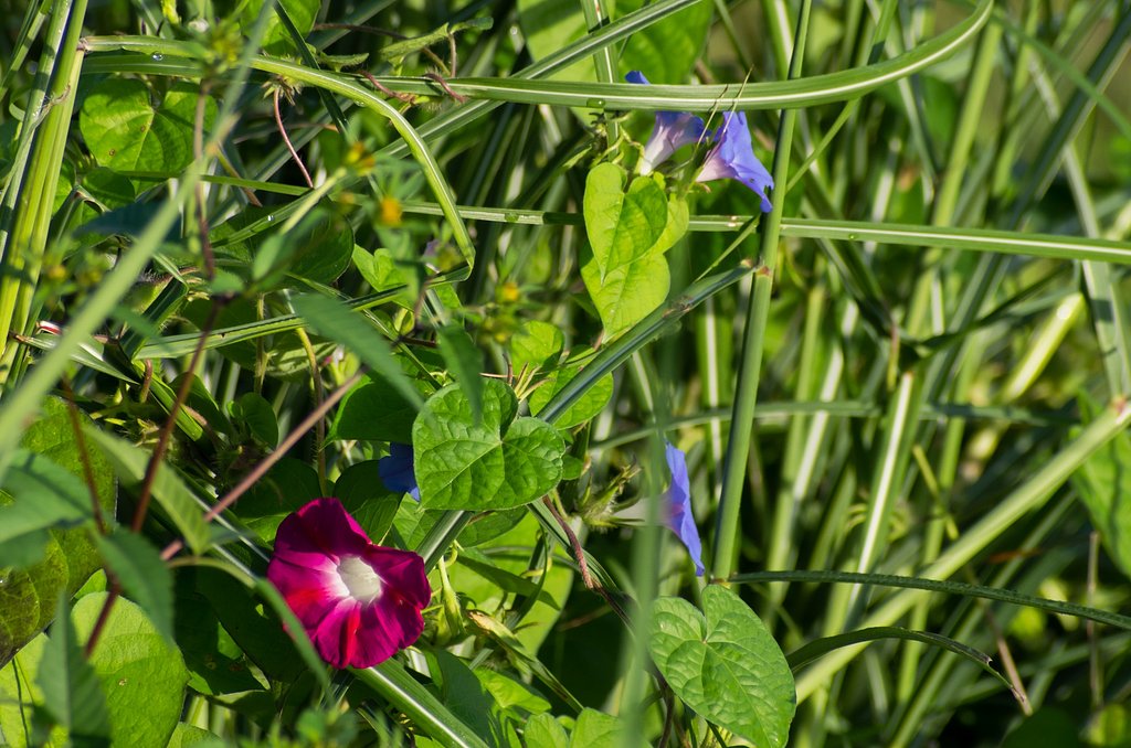 土手の雑草の中に・・。