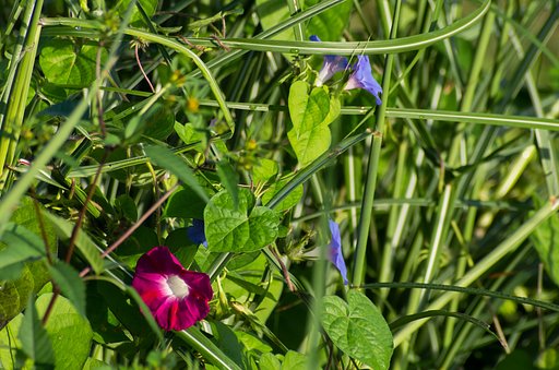 土手の雑草の中に・・。