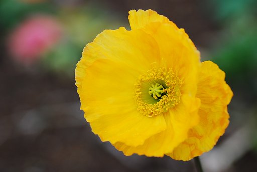 早くもポピー開花です