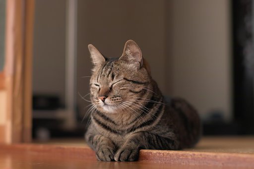 ねこ
