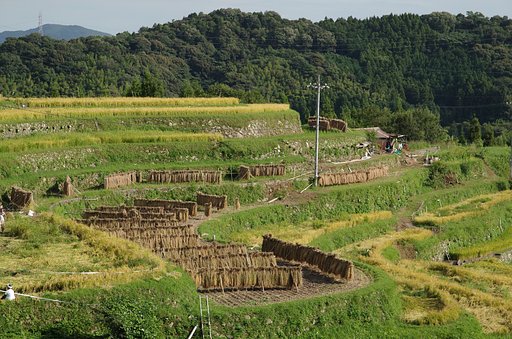 棚田４