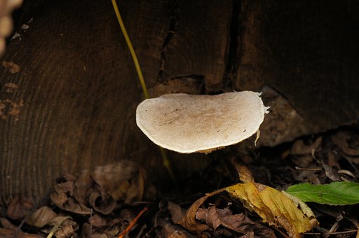 キノコ食べたし【いのち】は惜しし