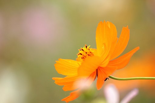 【秋】キバナコスモス薫る