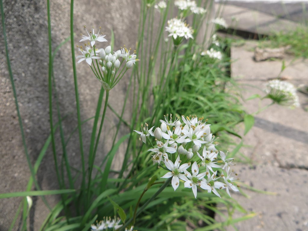 側溝に咲く花
