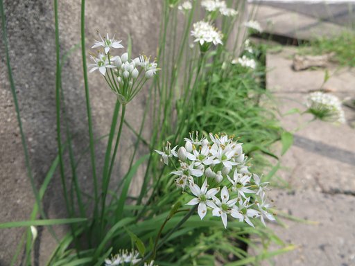 側溝に咲く花