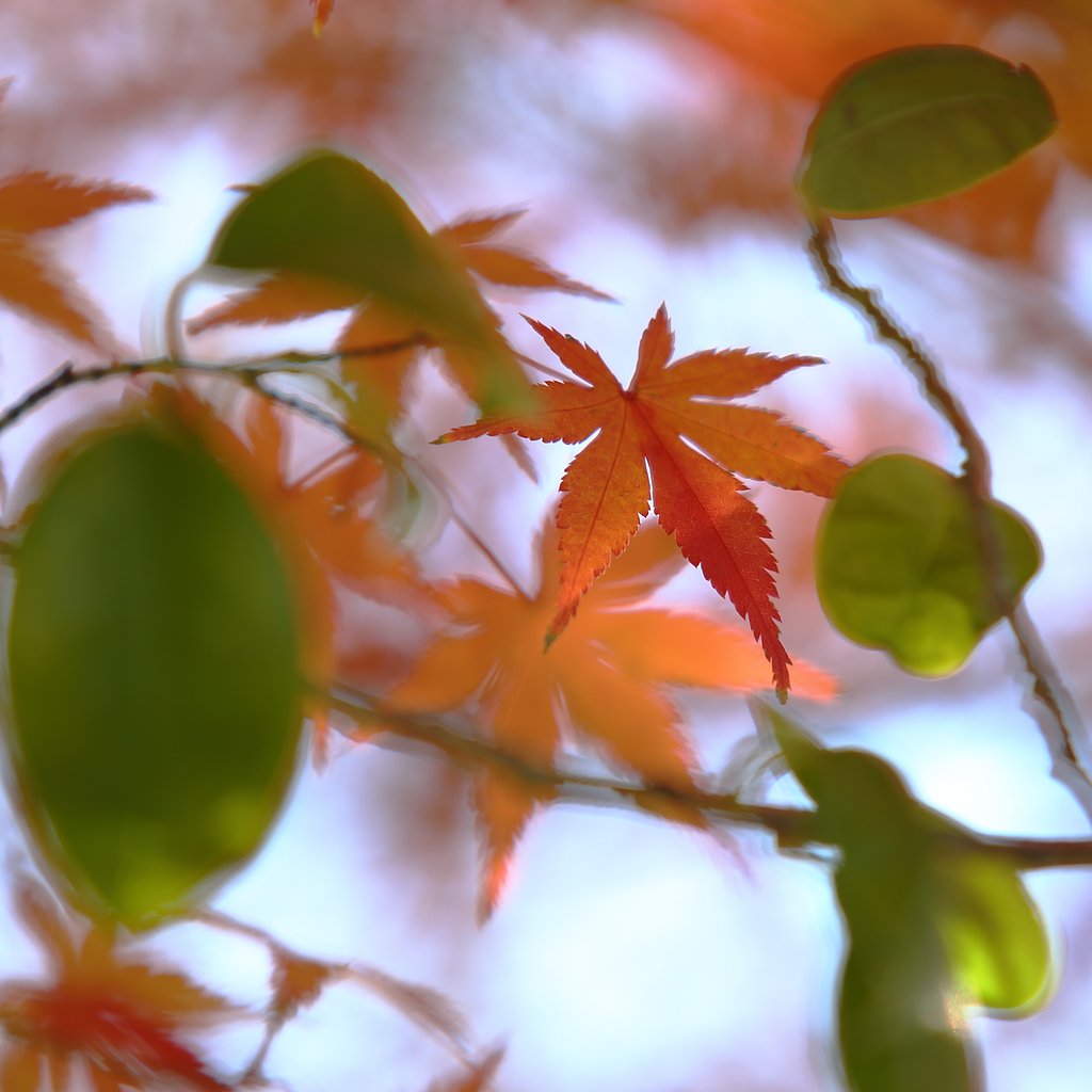 紅い使者