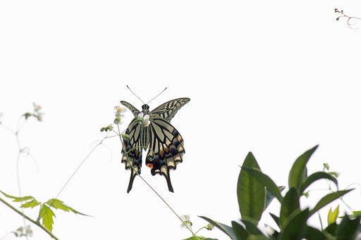 高所のナミアゲハ