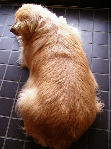 愛犬スクープ　（ティンクの場合　その2）