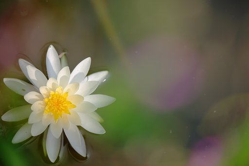 彩り睡蓮