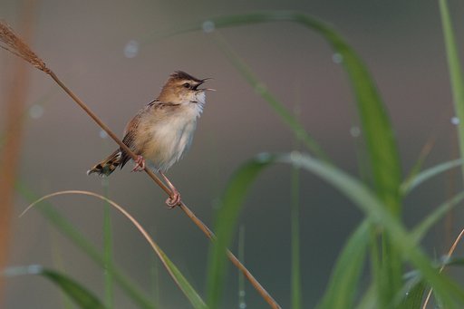 ふわふわセッカ