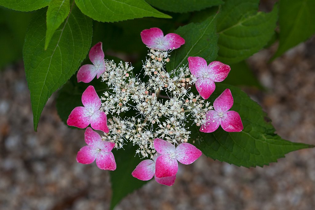 EF100mm F2.8 L MACRO